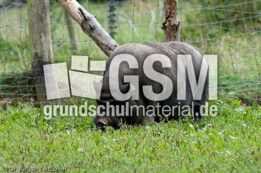 Hängebauchschwein (16 von 37).jpg